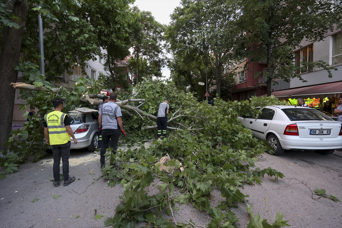 Ankara'da bir ağaç park halindeki aracın üzerine devrildi