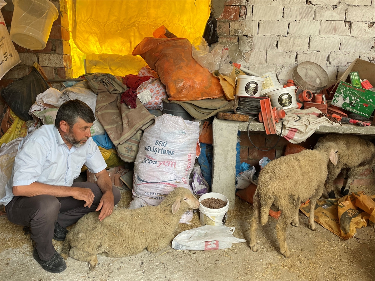 Burdur'da sahipsiz köpeklerin saldırdığı öne sürülen 5 kuzudan biri telef oldu