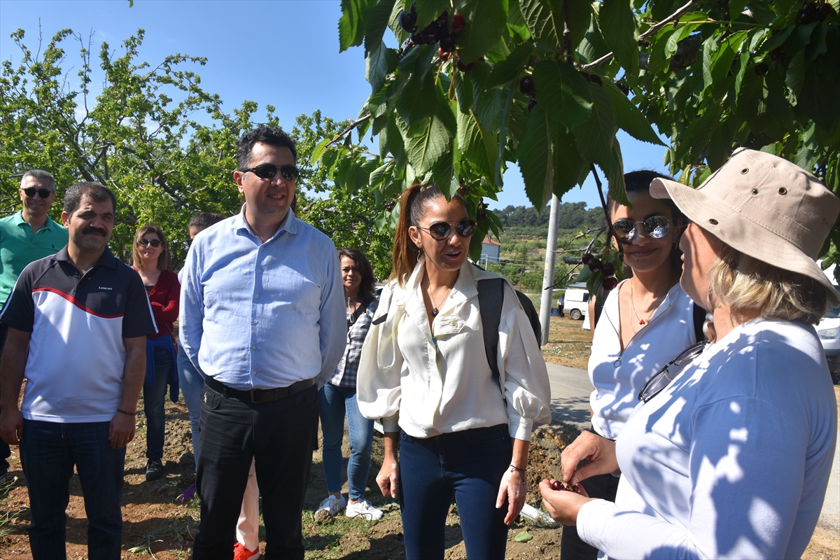 İzmir'de üniversite öğrencileri aşevleri için bahçede kalan kirazları topladı