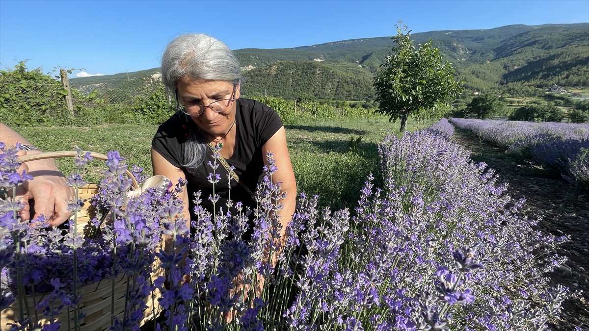 Lavanta tarlaları Safranbolu'da alternatif turizm rotası oluşturuyor