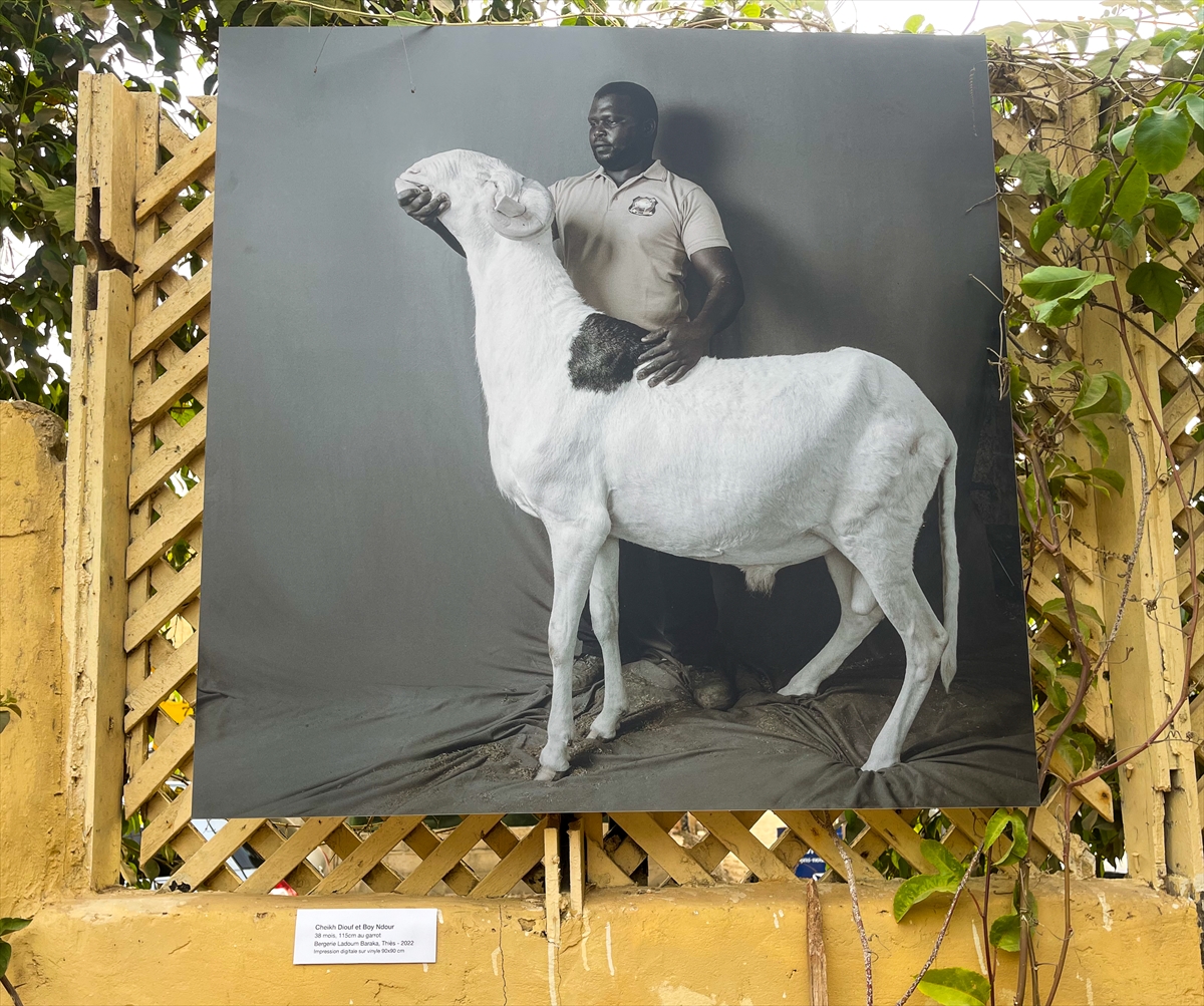 Senegal'de koyunların kralı “ladoum” temalı fotoğraf sergisi açıldı