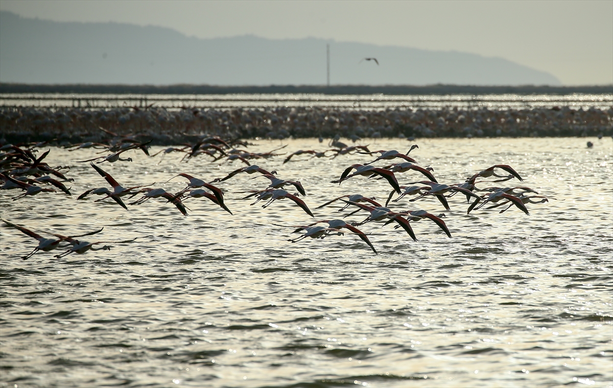Yapay kuluçka adası yumurtadan çıkacak 18 bin flamingoyu bekliyor
