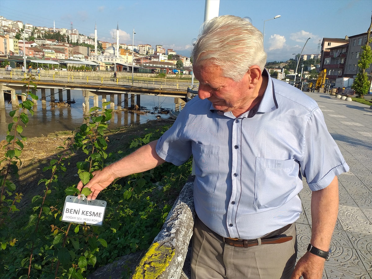 Ağaçların kesilmesini önlemek için çareyi dallarına yazı asmakta buldu