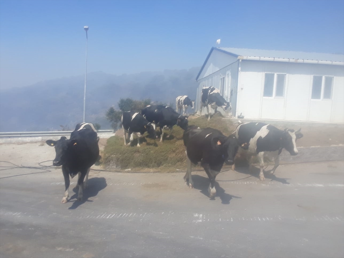 İzmir'de süt tesisinde yangın çıktı