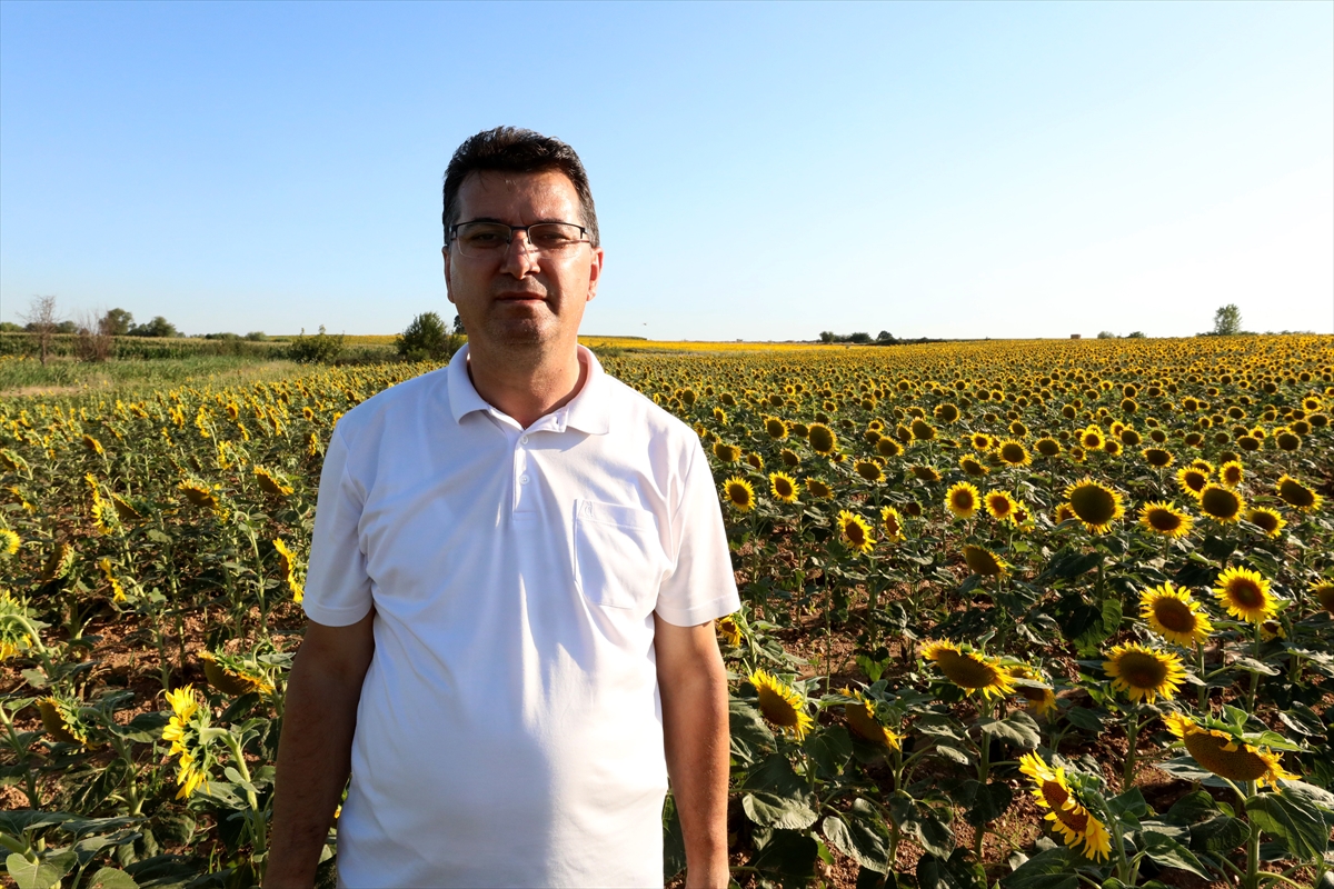 Trakya'da çayır tırtılı ilaçlaması arıların zarar görmemesi için akşam yapılıyor