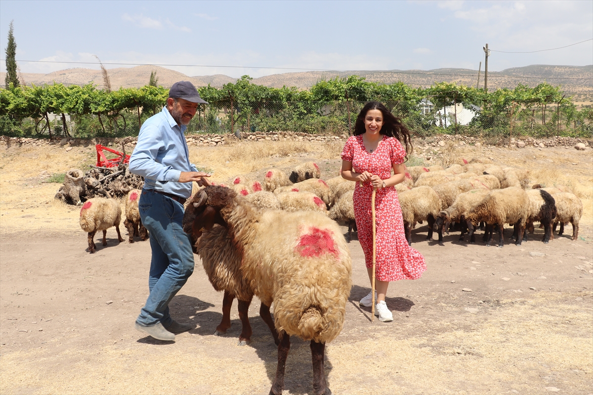 Siirt'te devletten hibe desteği alan genç çiftçilere küçükbaş hayvan dağıtıldı