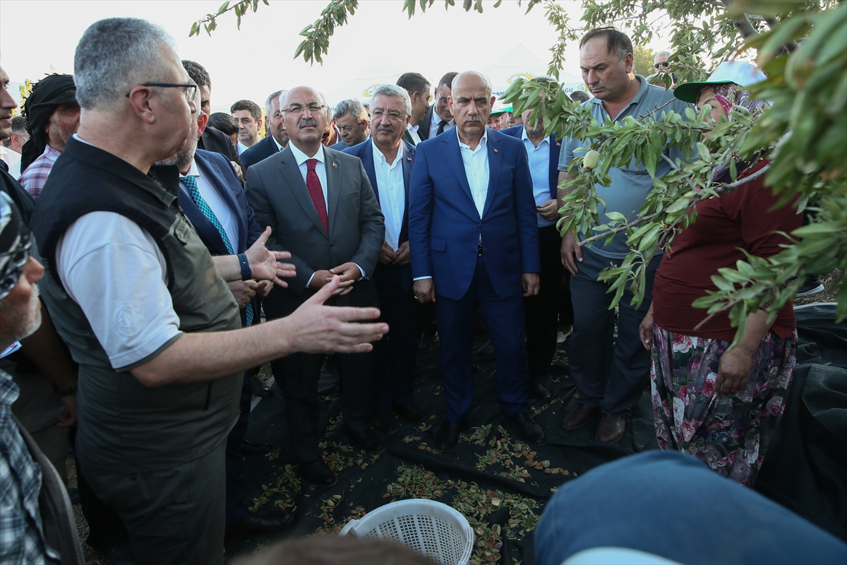 Tarım ve Orman Bakanı Kirişci, İzmir'de badem hasadına katıldı