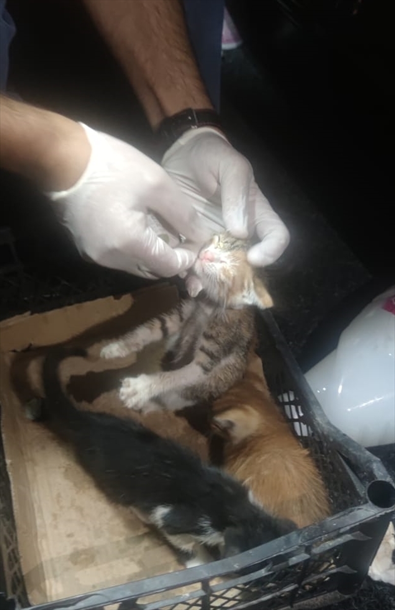 Zeytinburnu'nda yıkılan binanın hafriyatının altında kalan kedi yavruları kurtarıldı