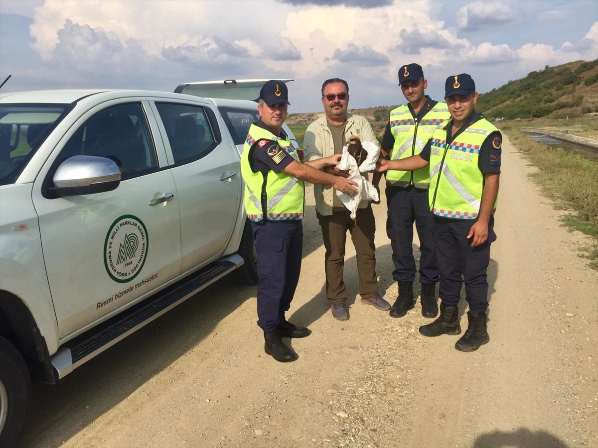 Edirne'de jandarma ekiplerince yaralanmış bulunan kartal tedaviye alındı