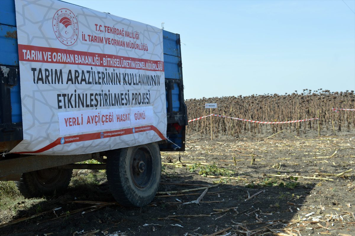 Tekirdağ'da demonstrasyon sahasına ekilen ayçiçekleri hasat edildi