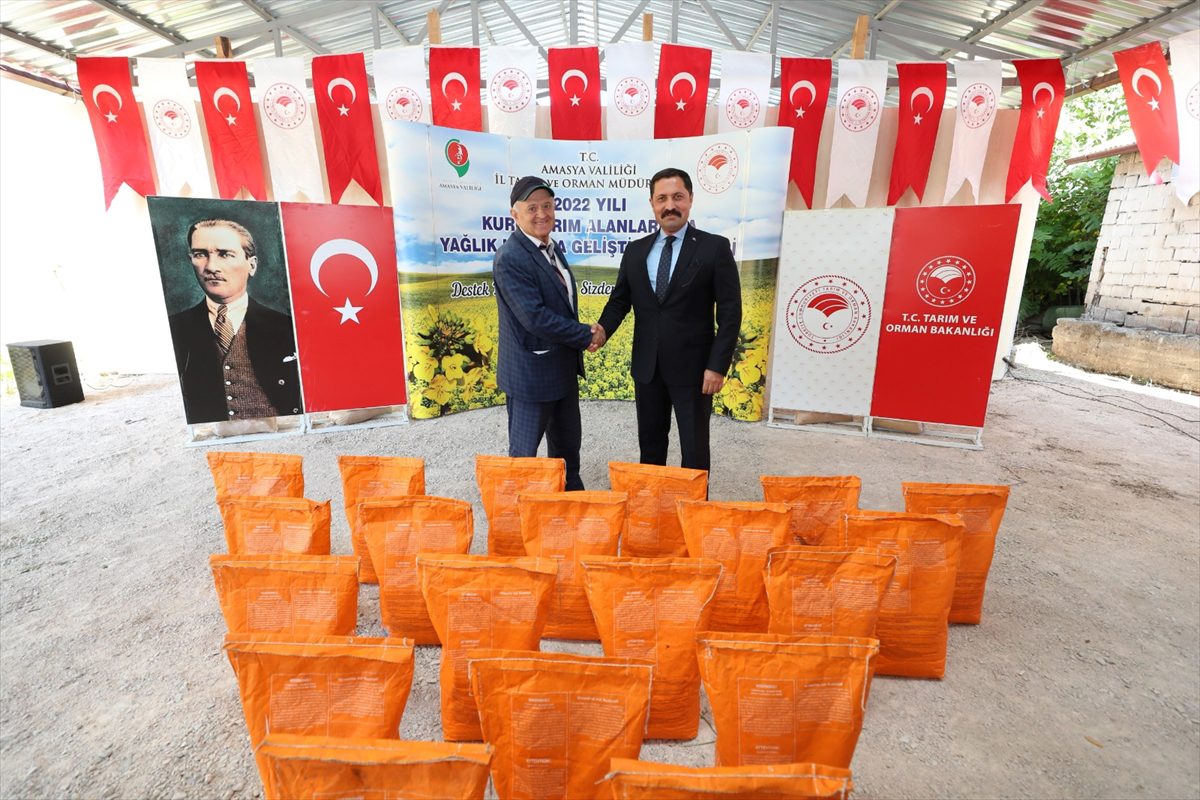 Amasya'da çiftçilere kanola tohumu dağıtıldı