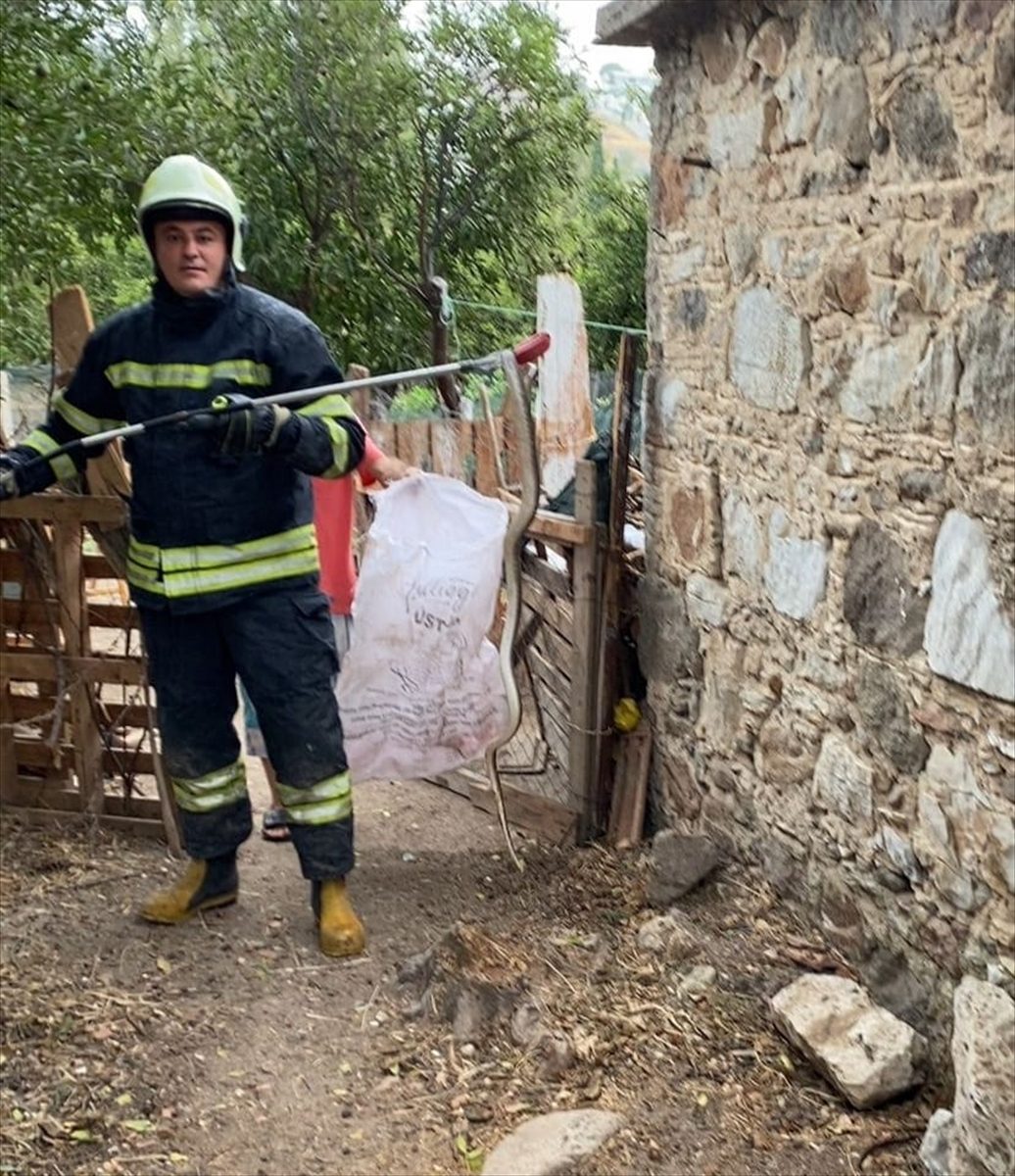 Bodrum'da depoya giren yılan itfaiye ekibince yakalandı