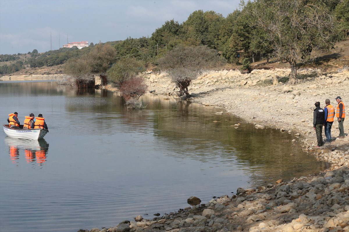 Bolu'daki Gölköy Barajı'nda kıyıya vuran ölü balıklar toplanıyor