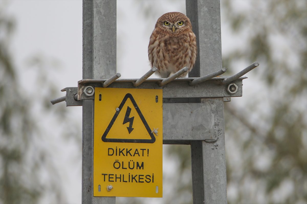 Bozkırın küçük avcısı kukumav Ağrı Dağı eteklerinde görüntülendi