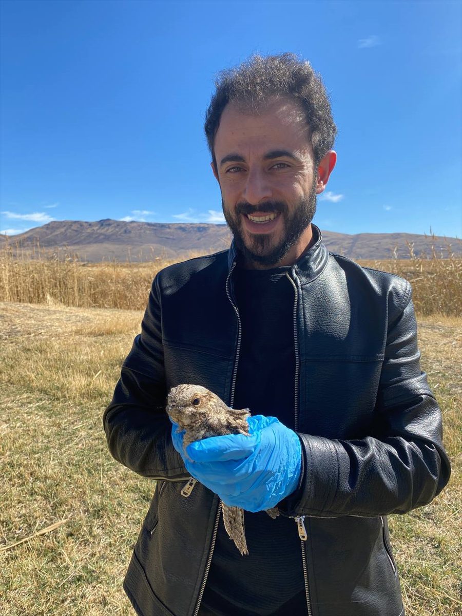 Erzurum'da tedavisi tamamlanan çobanaldatan kuşu doğaya salındı