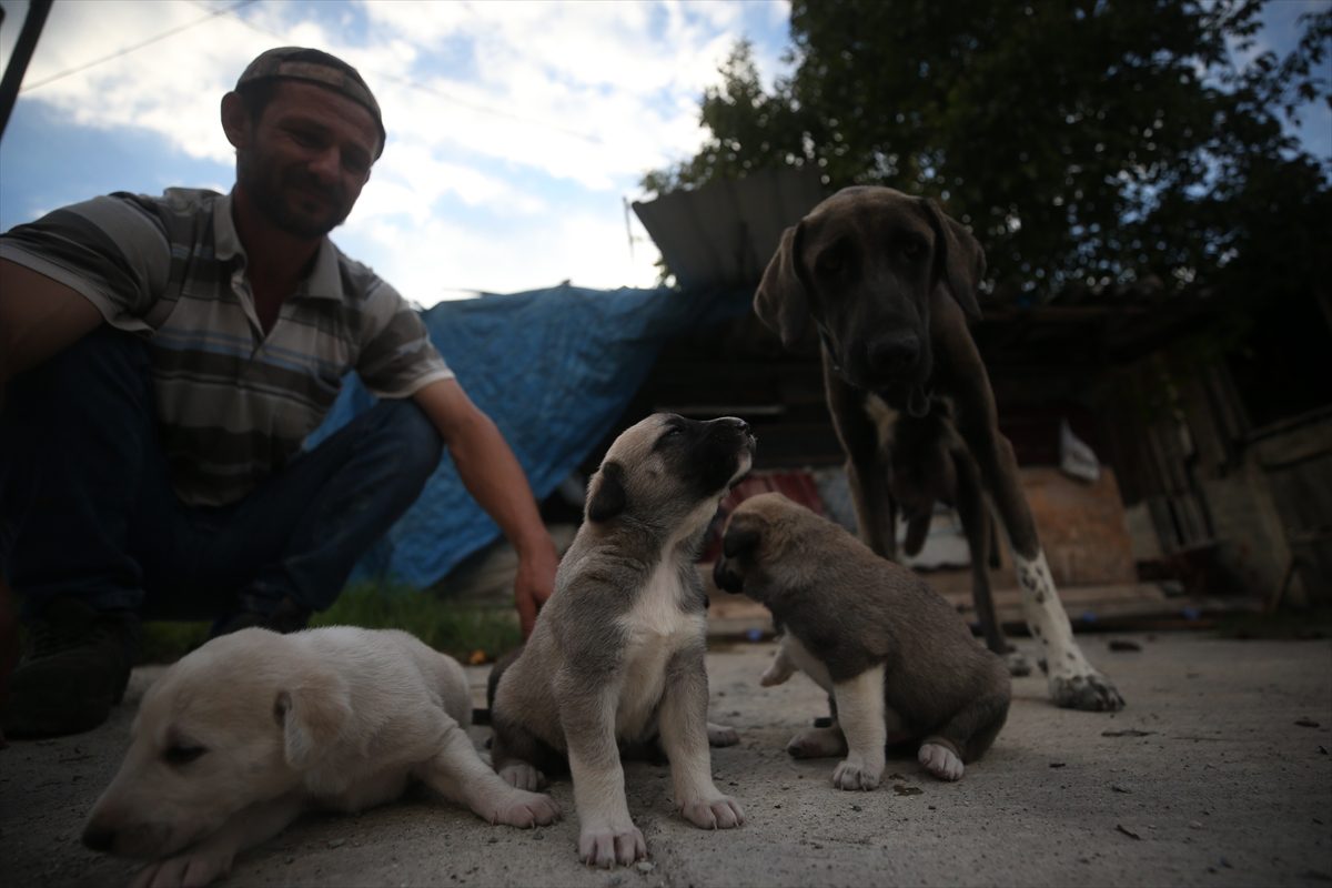 İnşaat ustasının sahiplendiği köpek, yavru kediye de annelik yapıyor