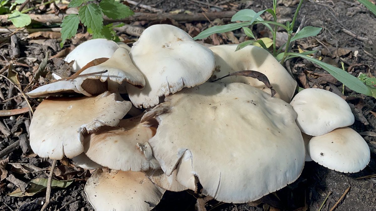 Mantar zehirlenmelerine karşı uzmanlar yine uyardı