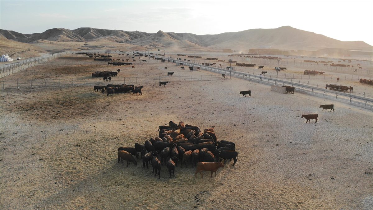 Türk ve Azerbaycanlı yatırımcıların Zengilan'daki örnek projesi Dost Agropark