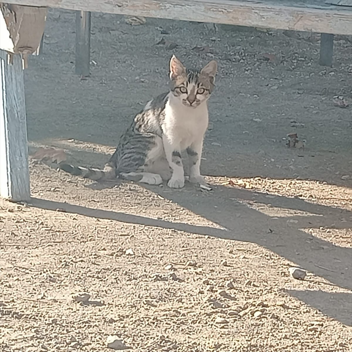 Çorum'da bir köpek, annesinin dışladığı kedi yavrusunu 3 aydır emziriyor