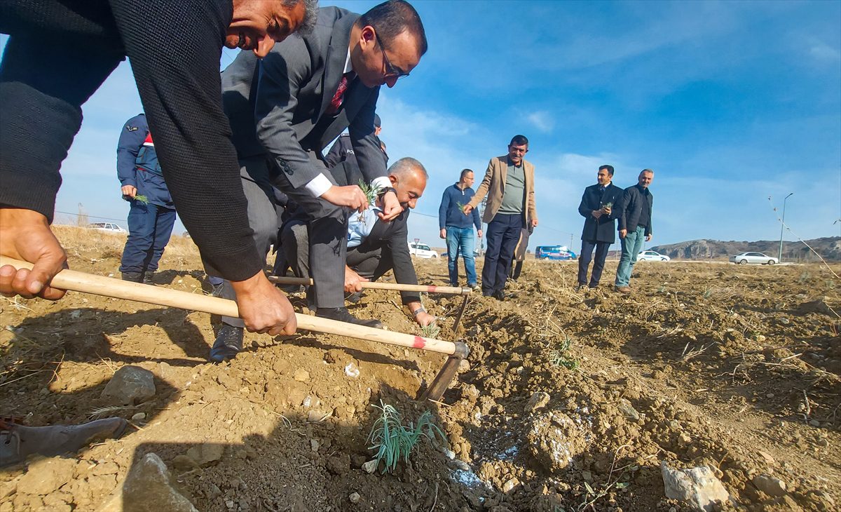 Hattuşa Ören Yeri'nin çevresine 30 bin lavanta fidanı daha dikildi