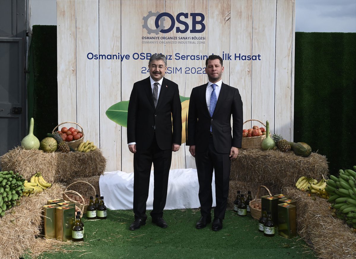 Osmaniye OSB muz serasında ilk hasat gerçekleştirildi
