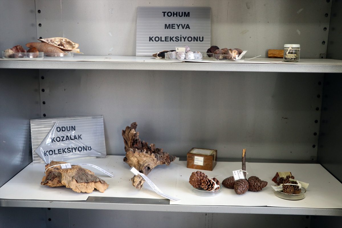 Trakya Üniversitesindeki “herbaryum” 25 binden fazla bitki örneğiyle rehber oluyor