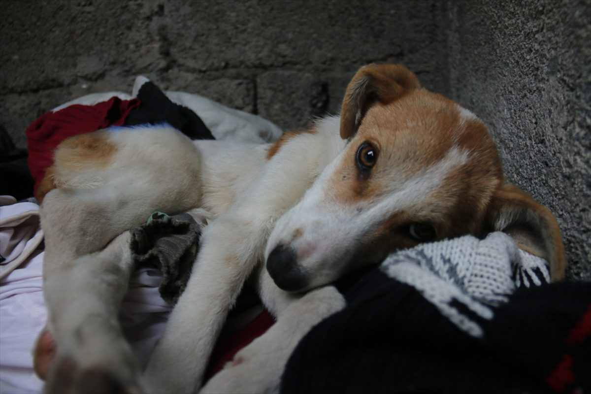 Hatay'da tüfekle yaralanan köpeğe temizlik görevlisi sahip çıktı