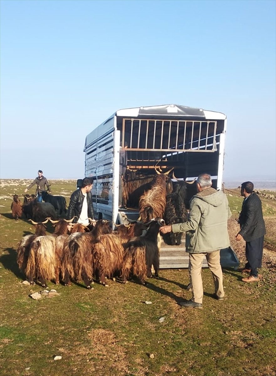 Şanlıurfa'da hayvan hırsızlığı yapan 2 şüpheli Diyarbakır'da yakalandı