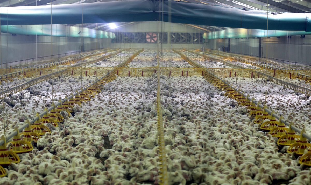 Bolu’da tavuk üreticileri elektrik ihtiyacını güneş enerjisinden karşılıyor
