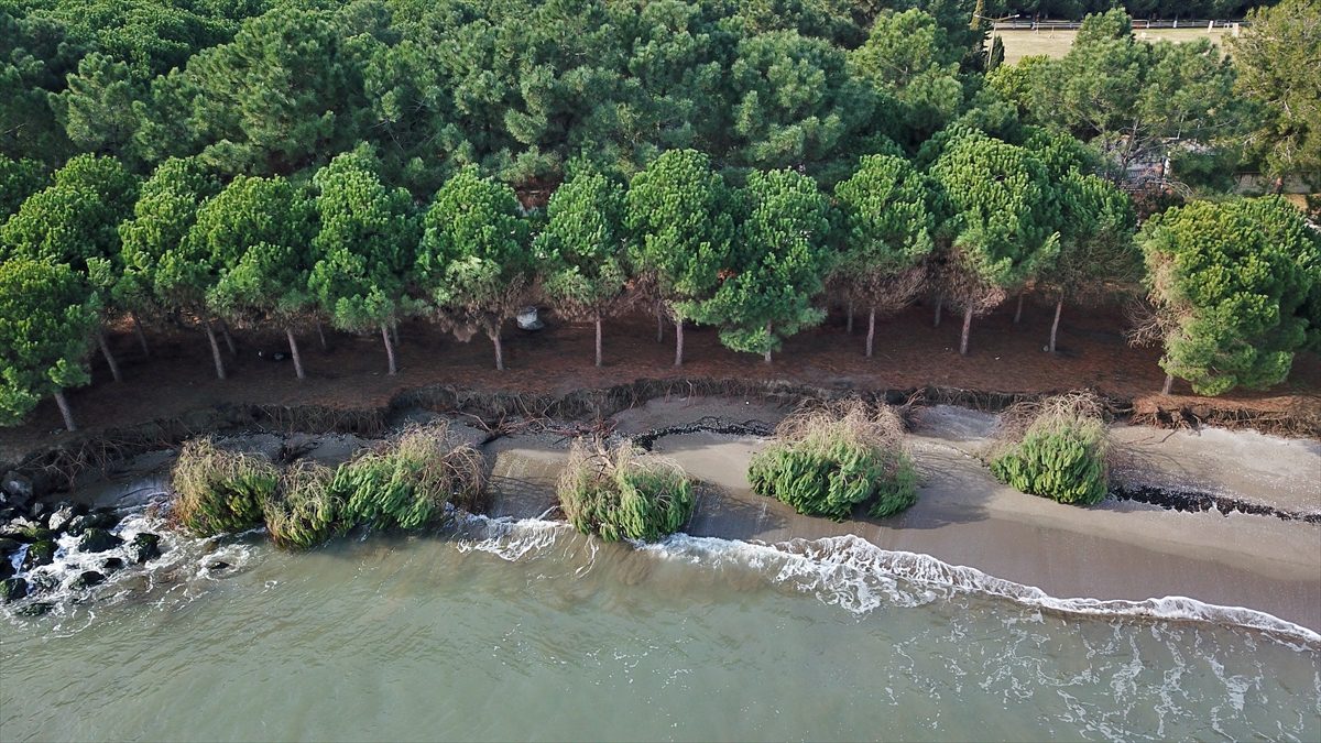 Samsun'da kıyı erozyonu çam ağaçlarını devirdi