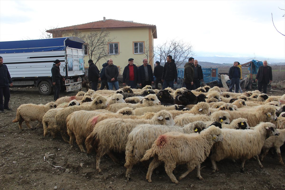 Tokat'ta yangında hayvanları telef olan çiftçiye 120 koyun ve keçi verildi