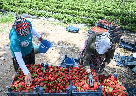 İzmir Menemen’de oylarını kullanan üreticiler çilek hasadına devam etti