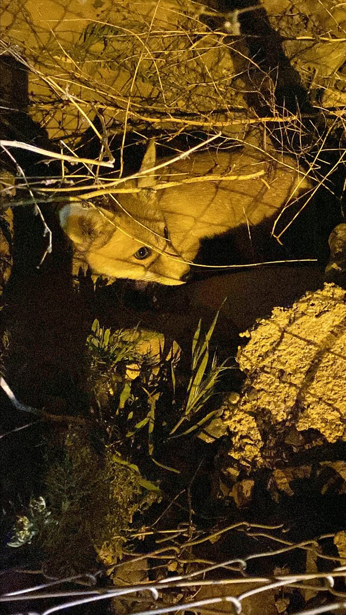 Erzurum’da veterinerler yol kenarında gördükleri tilki ve yavrularını besledi